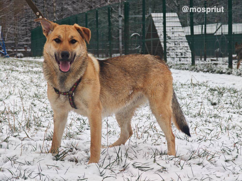 собака Энджи  приюта для бездомных животных