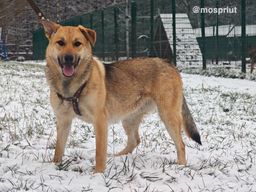 собака Энджи из приюта ищет дом