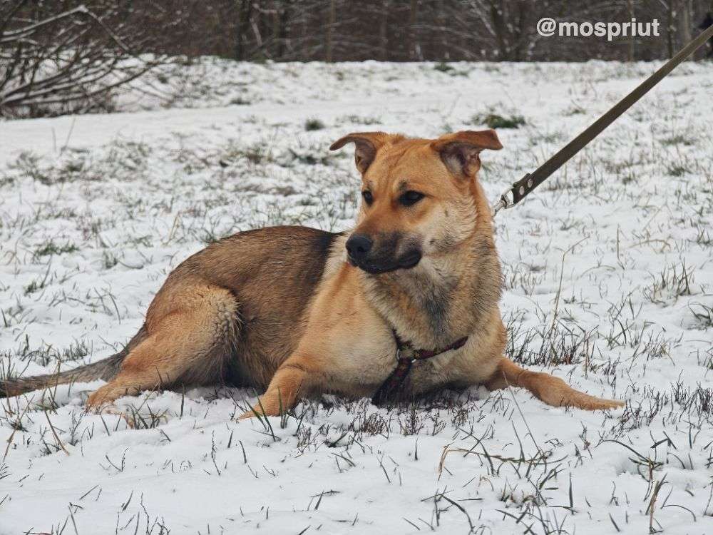 СОБАКА ЭНДЖИ  из приюта Щербинка для бездомных животных, Москва и Московская область | mospriut