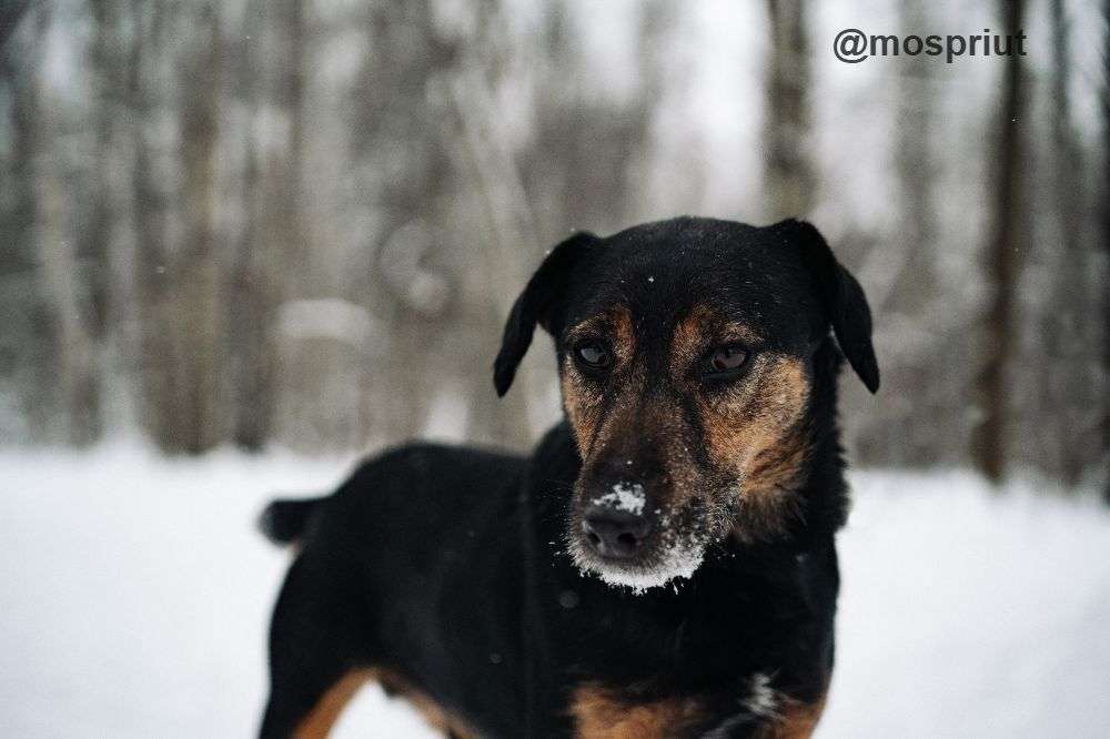 СОБАКА РОНАЛЬД  из приюта Красная сосна для бездомных животных, Москва и Московская область | mospriut