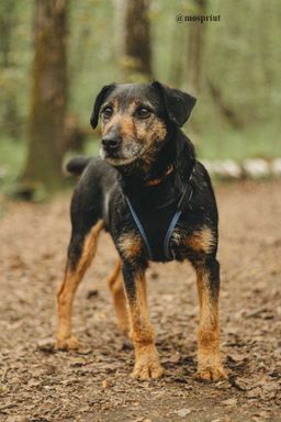 собака Рональд из приюта ищет дом