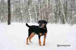 Приют для бездомных животных в Москве и Московской области | Взять собаку или кошку из приюта - mospriut