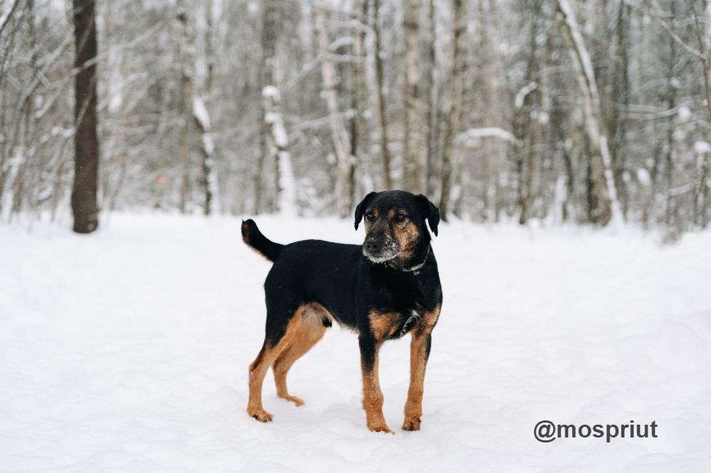 СОБАКА РОНАЛЬД  из приюта Красная сосна для бездомных животных, Москва и Московская область | mospriut