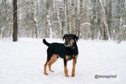 собака Рональд из приюта ищет дом