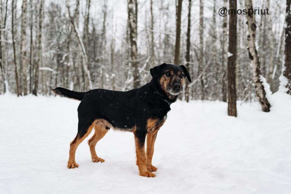 СОБАКА РОНАЛЬД  из приюта Красная сосна для бездомных животных, Москва и Московская область | mospriut