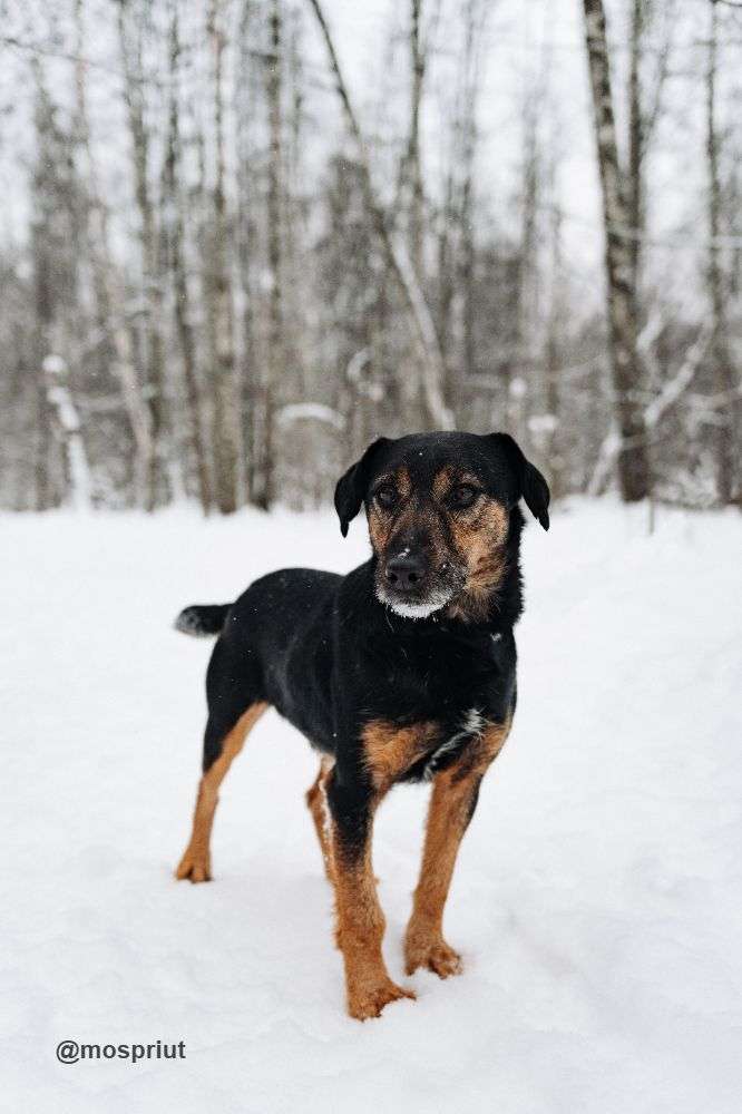 СОБАКА РОНАЛЬД  из приюта Красная сосна для бездомных животных, Москва и Московская область | mospriut
