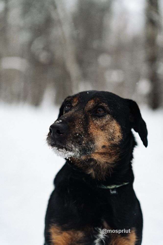 СОБАКА РОНАЛЬД  из приюта Красная сосна для бездомных животных, Москва и Московская область | mospriut