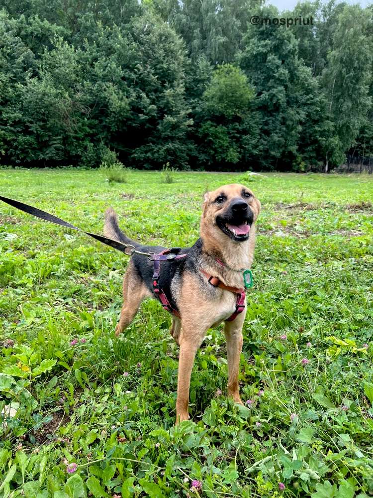 СОБАКА МИРОША  из приюта Щербинка для бездомных животных, Москва и Московская область | mospriut