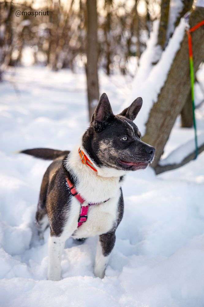СОБАКА ДЖЕКСОН  из приюта Щербинка для бездомных животных, Москва и Московская область | mospriut