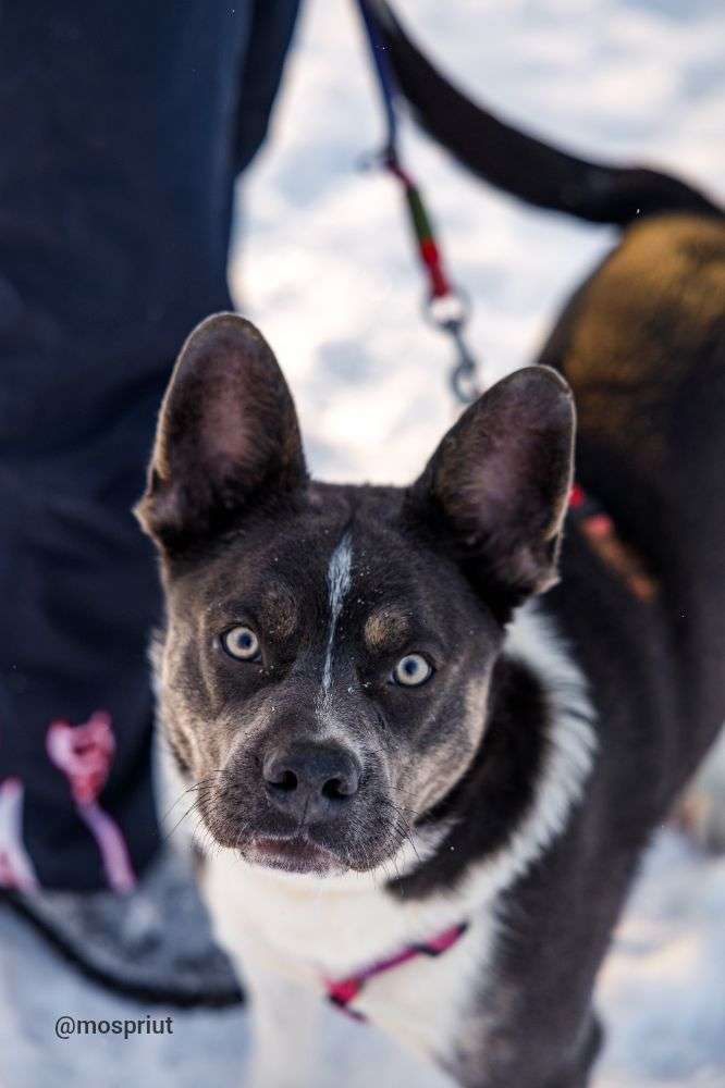 СОБАКА ДЖЕКСОН  из приюта Щербинка для бездомных животных, Москва и Московская область | mospriut