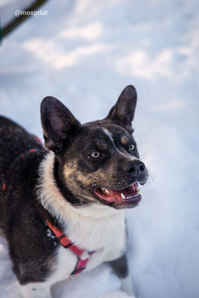Питомец Джексон из приюта для бездомных животных - mospriut (мосприют)