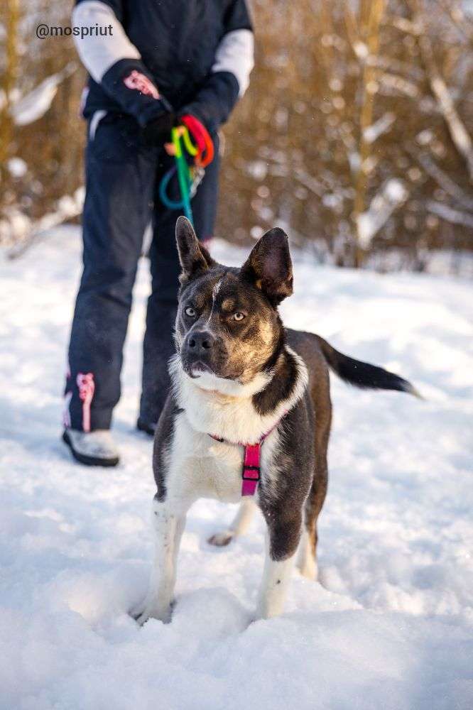СОБАКА ДЖЕКСОН  из приюта Щербинка для бездомных животных, Москва и Московская область | mospriut