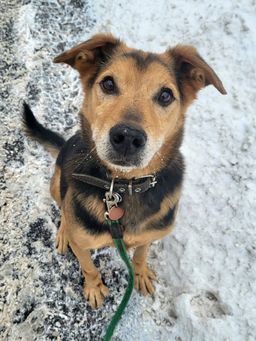 собака Бэтмен из приюта ищет дом