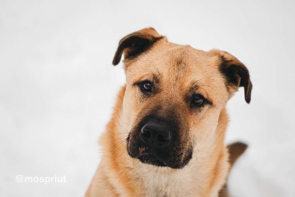 СОБАКА ЙЕН  из приюта Красная сосна для бездомных животных, Москва и Московская область | mospriut
