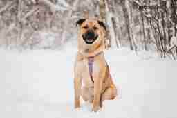 Приют для бездомных животных в Москве и Московской области | Взять собаку или кошку из приюта - mospriut