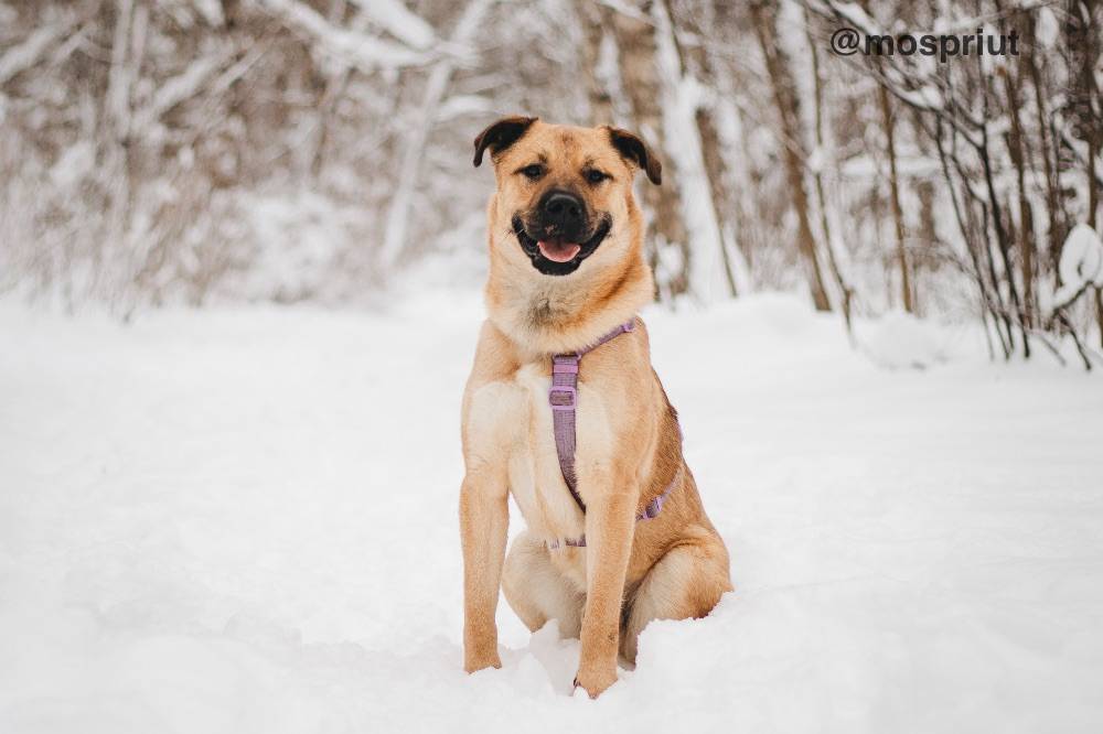 собака Йен  приюта для бездомных животных