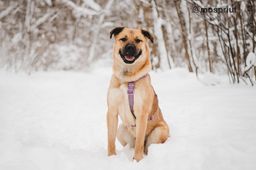 собака Йен из приюта ищет дом