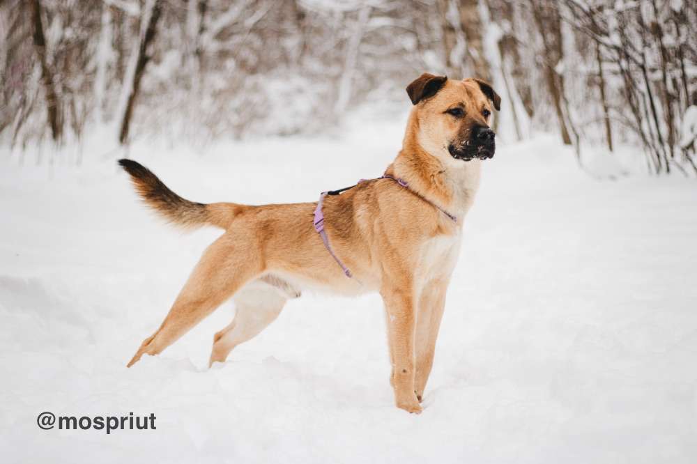 СОБАКА ЙЕН  из приюта Красная сосна для бездомных животных, Москва и Московская область | mospriut