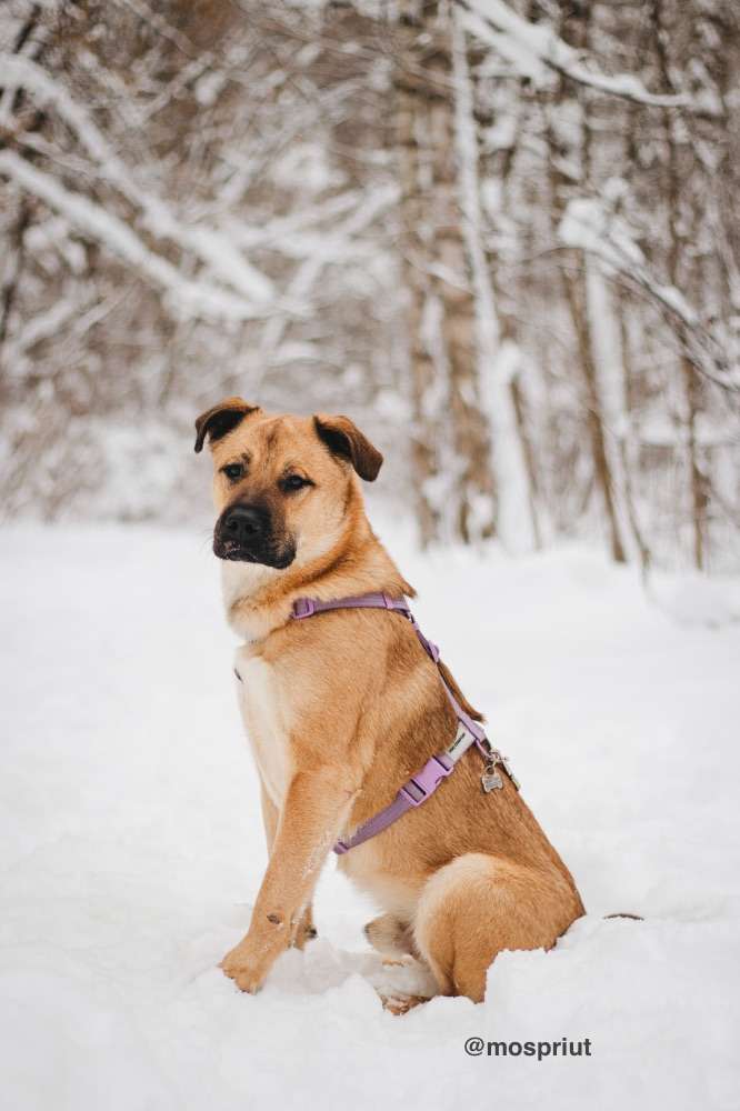 СОБАКА ЙЕН  из приюта Красная сосна для бездомных животных, Москва и Московская область | mospriut