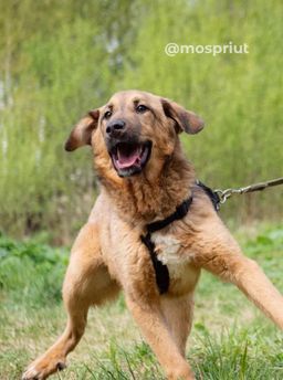 собака Линда из приюта ищет дом