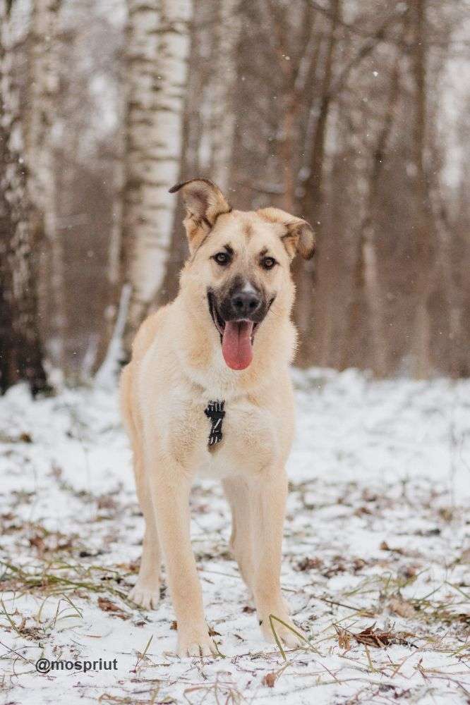 СОБАКА АЛЕКСА  из приюта Красная сосна для бездомных животных, Москва и Московская область | mospriut