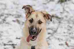 Приют для бездомных животных в Москве и Московской области | Взять собаку или кошку из приюта - mospriut