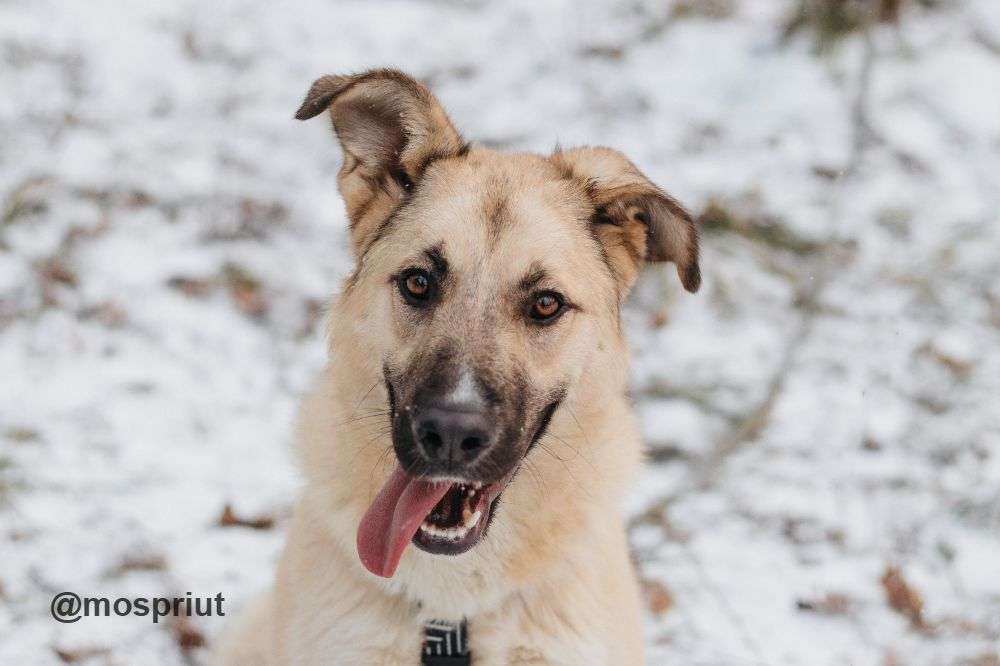 СОБАКА АЛЕКСА  из приюта Красная сосна для бездомных животных, Москва и Московская область | mospriut