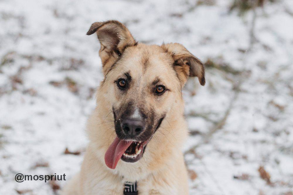 собака Алекса  приюта для бездомных животных