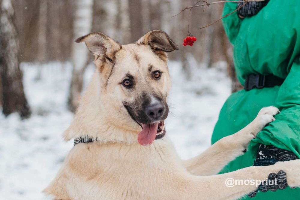 СОБАКА АЛЕКСА  из приюта Красная сосна для бездомных животных, Москва и Московская область | mospriut