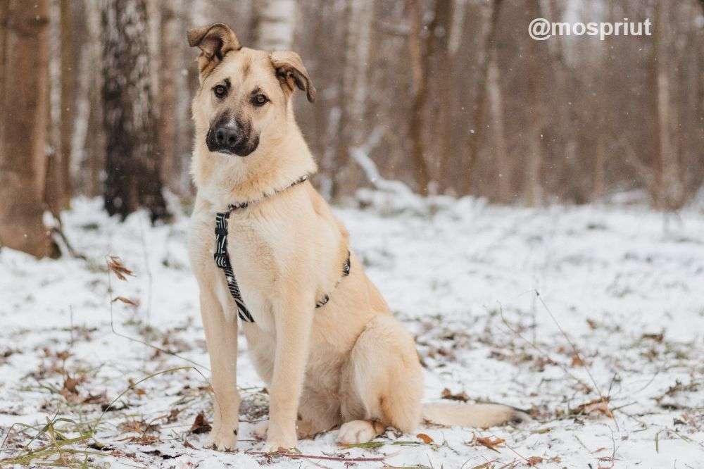 СОБАКА АЛЕКСА  из приюта Красная сосна для бездомных животных, Москва и Московская область | mospriut