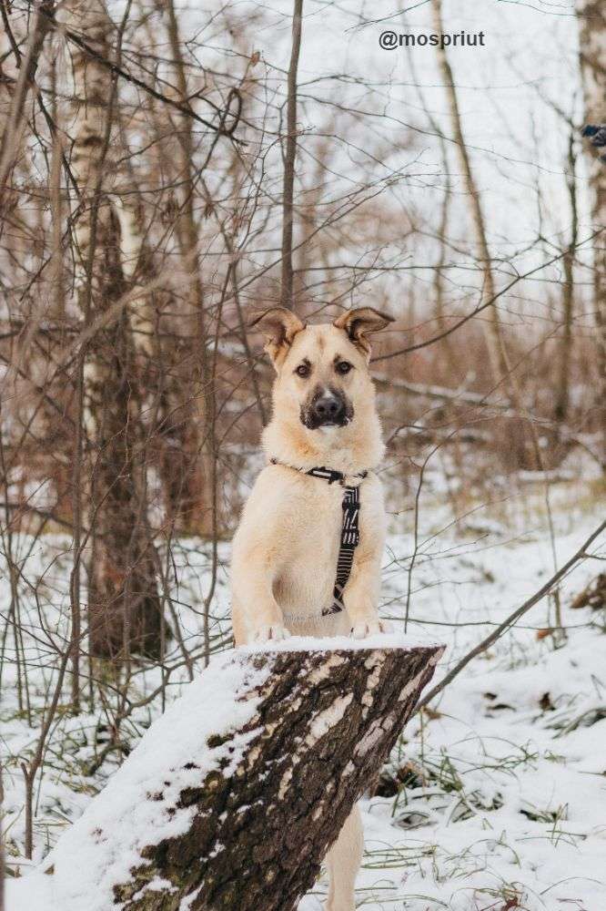 СОБАКА АЛЕКСА  из приюта Красная сосна для бездомных животных, Москва и Московская область | mospriut