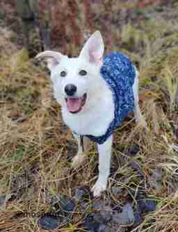 Приют для бездомных животных в Москве и Московской области | Взять собаку или кошку из приюта - mospriut