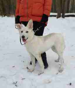 Приют для бездомных животных в Москве и Московской области | Взять собаку или кошку из приюта - mospriut