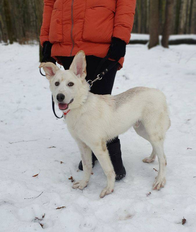 Беляш из приюта Москвы и области ищет дом