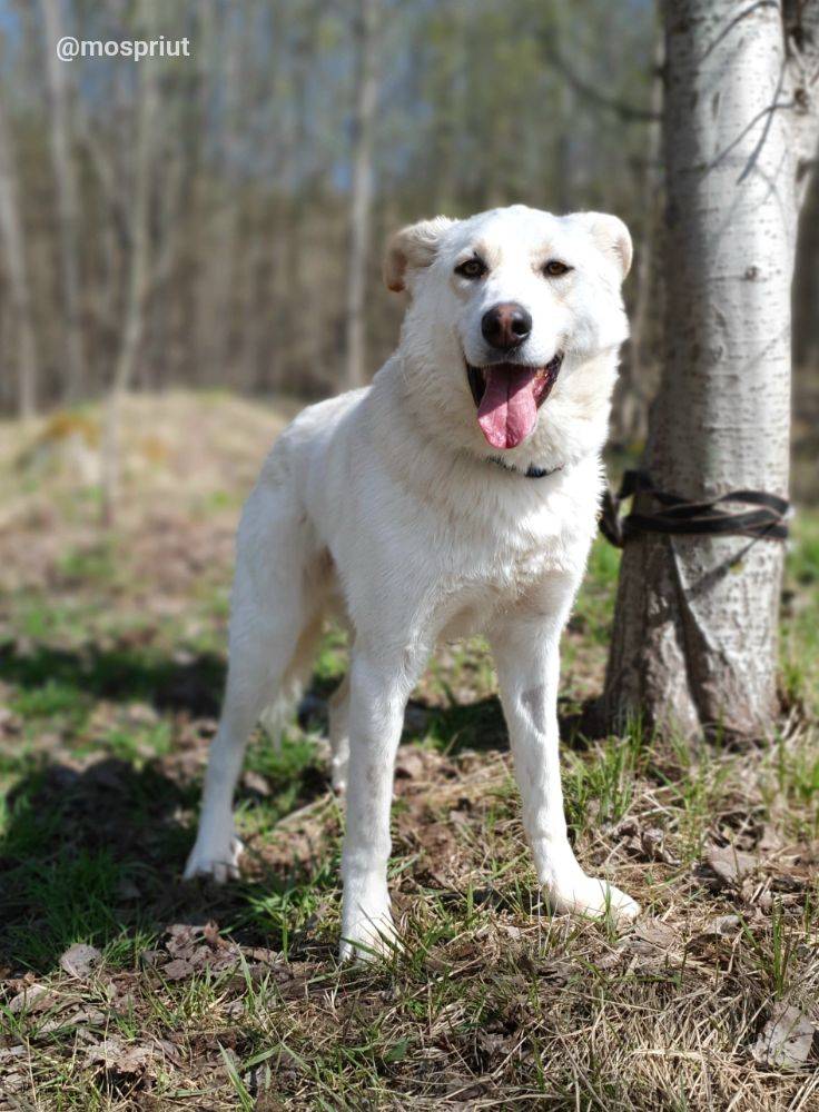 Бездомное животное Беляш из приюта