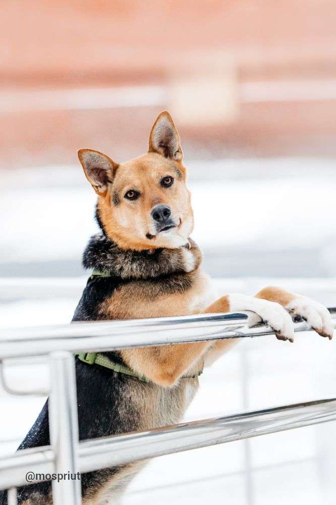 СОБАКА АСЯ  из приюта Дубовая Роща для бездомных животных, Москва и Московская область | mospriut