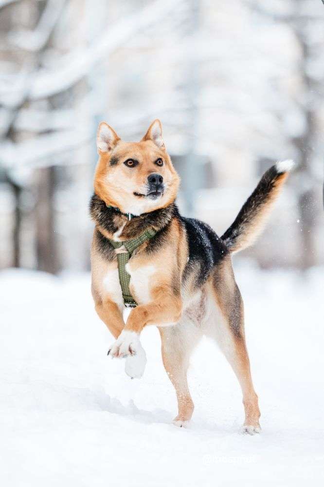 СОБАКА АСЯ  из приюта Дубовая Роща для бездомных животных, Москва и Московская область | mospriut