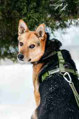 Приют для бездомных животных в Москве и Московской области | Взять собаку или кошку из приюта - mospriut