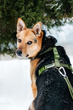 собака Ася из приюта ищет дом