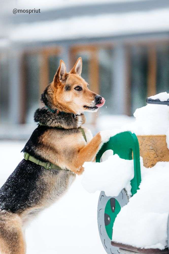 СОБАКА АСЯ  из приюта Дубовая Роща для бездомных животных, Москва и Московская область | mospriut