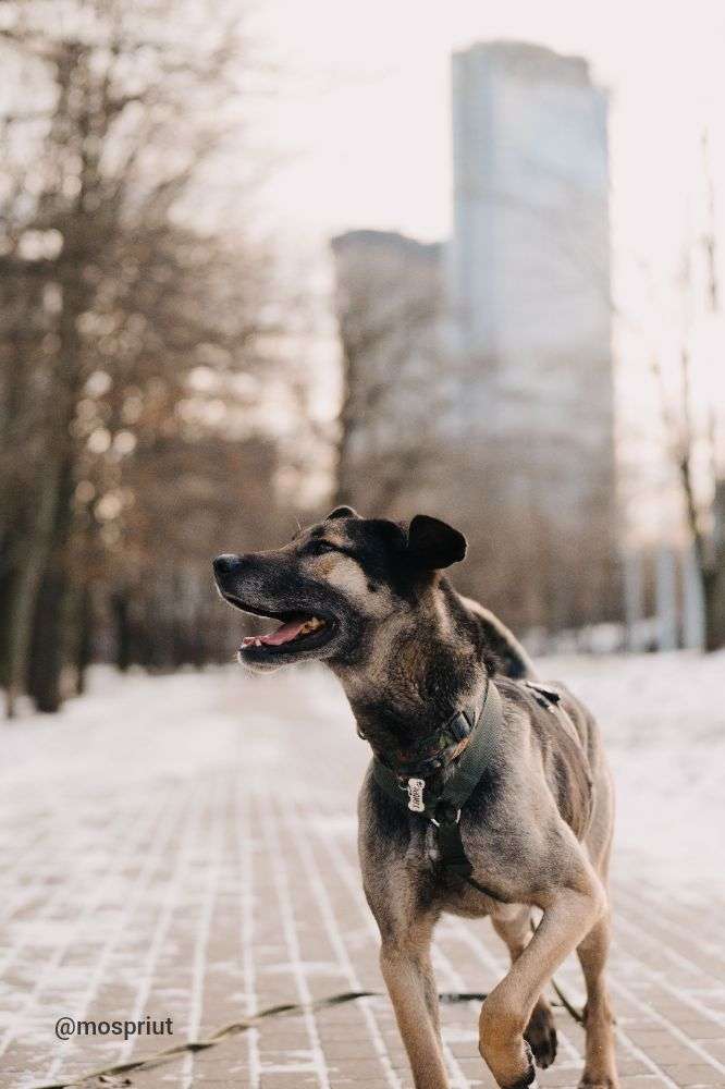 СОБАКА ХАМФРИ  из приюта Дубовая Роща для бездомных животных, Москва и Московская область | mospriut