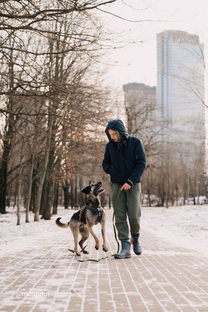 СОБАКА ХАМФРИ  из приюта Дубовая Роща для бездомных животных, Москва и Московская область | mospriut