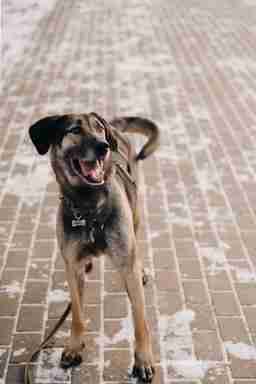 Приют для бездомных животных в Москве и Московской области | Взять собаку или кошку из приюта - mospriut