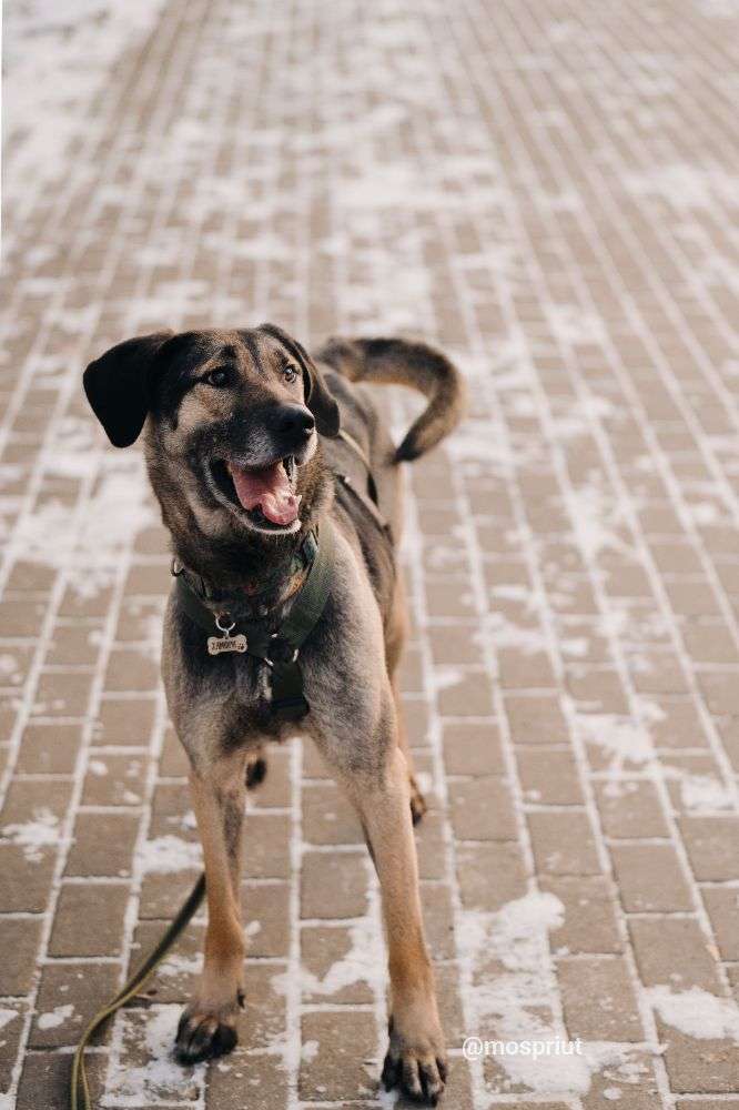 СОБАКА ХАМФРИ  из приюта Дубовая Роща для бездомных животных, Москва и Московская область | mospriut