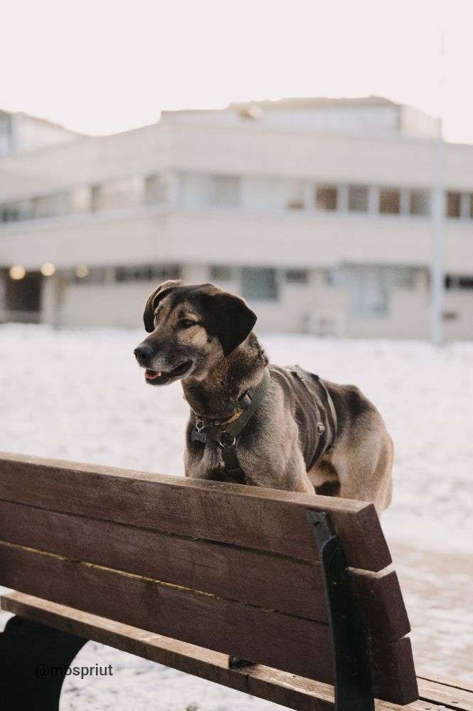 СОБАКА ХАМФРИ  из приюта Дубовая Роща для бездомных животных, Москва и Московская область | mospriut