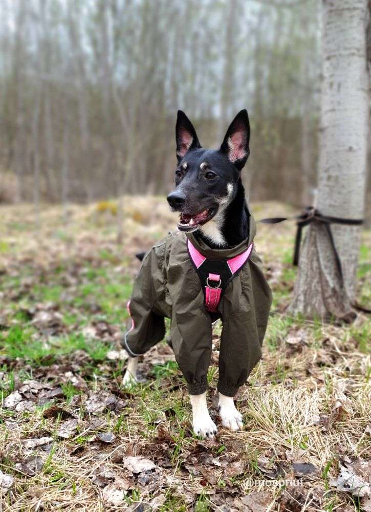 СОБАКА ЧАРА  из приюта Щербинка для бездомных животных, Москва и Московская область | mospriut