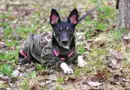 Приют для бездомных животных в Москве и Московской области | Взять собаку или кошку из приюта - mospriut