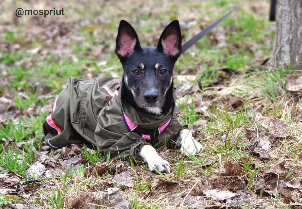 Питомец Чара из приюта для бездомных животных - mospriut (мосприют)