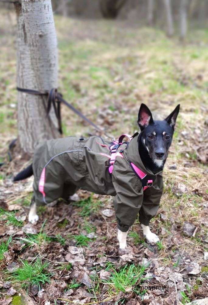 СОБАКА ЧАРА  из приюта Щербинка для бездомных животных, Москва и Московская область | mospriut