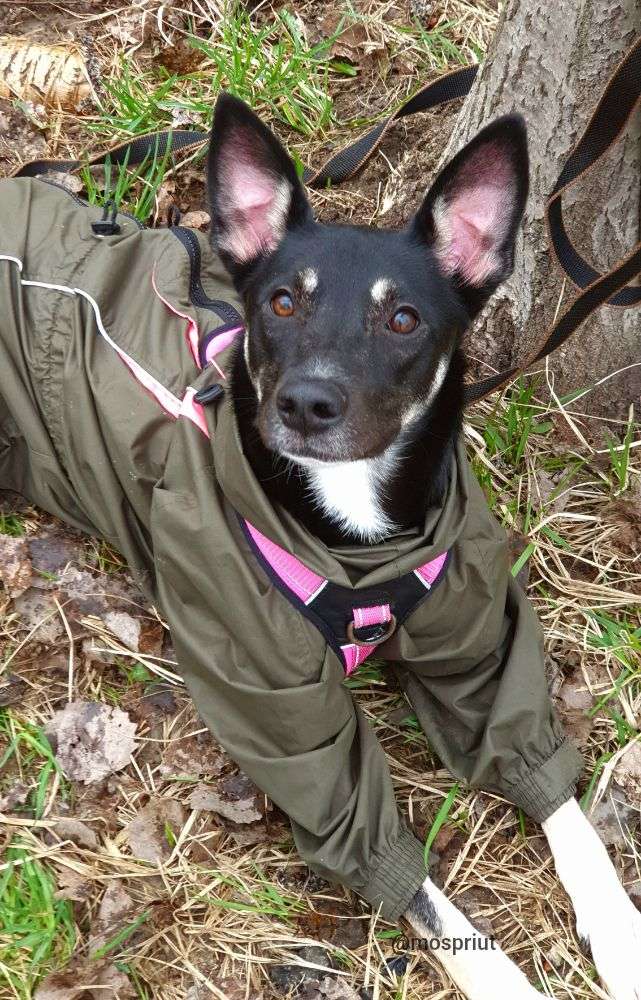 СОБАКА ЧАРА  из приюта Щербинка для бездомных животных, Москва и Московская область | mospriut